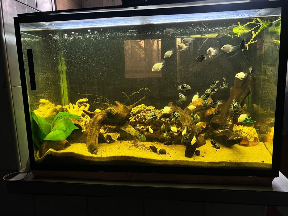 Аквариум 150л полный