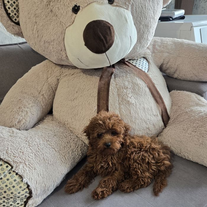 Пудел той /Poodle toy генетични тестове на родителите  родословие