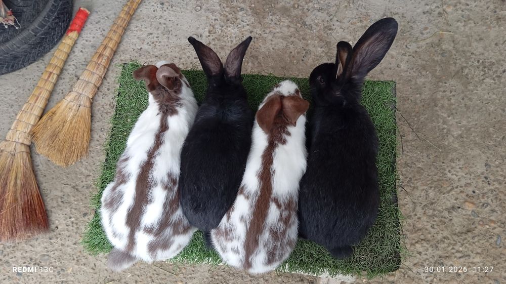 Strakach quyonlar sotiladi