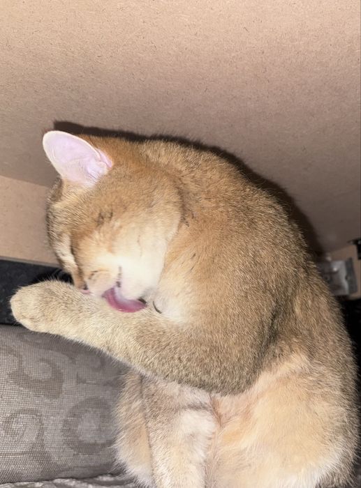 Золотая шиншила мальчик чистая!