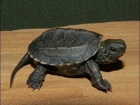 Черепашка Трехкеливая