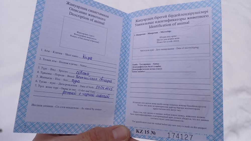 Белгийская овчарка малинуа