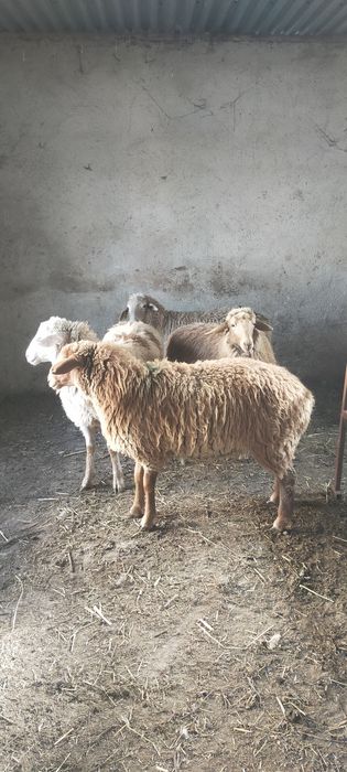 Продам тохты костраты жирные