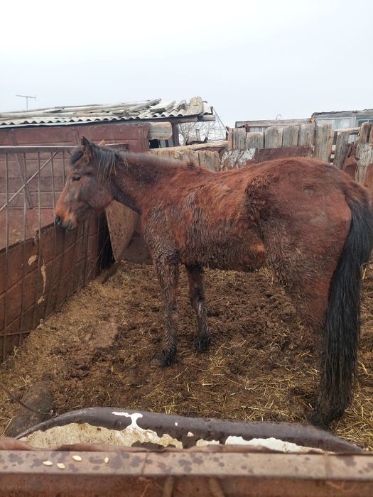 Продаммм байтал..