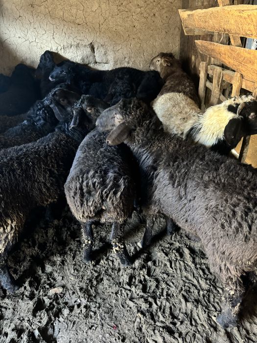 Кой,кошкар,сатылады