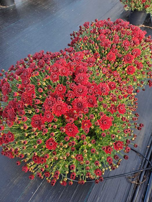 Кълбовидна хризантема-13лв