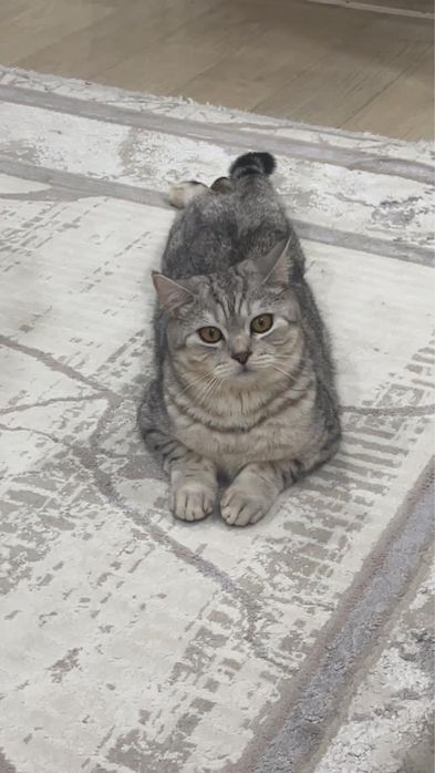 Отдам в хорошие руки