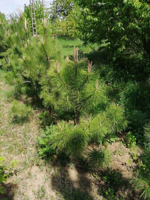 Thuja smaragd (tuia) 1 m -  2 m - plante ornamentale