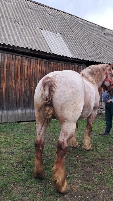 Iapă de vânzare de 5 ani