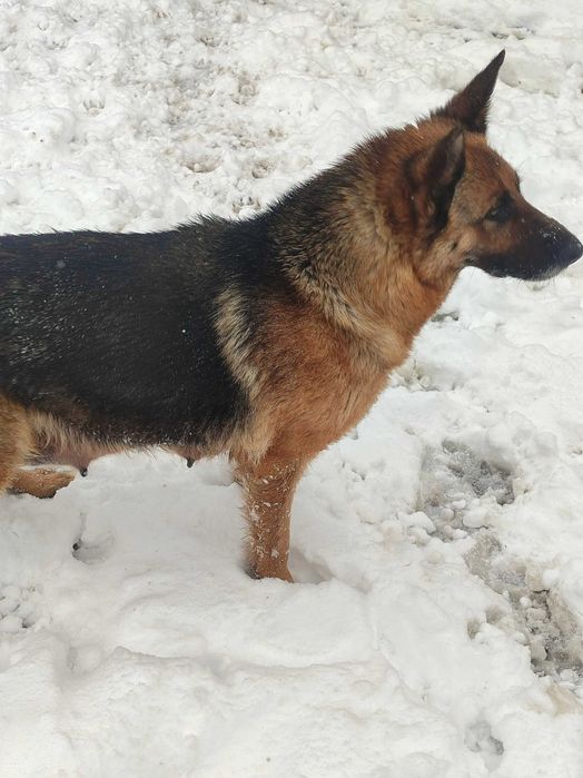 Щенки немецкой овчарки