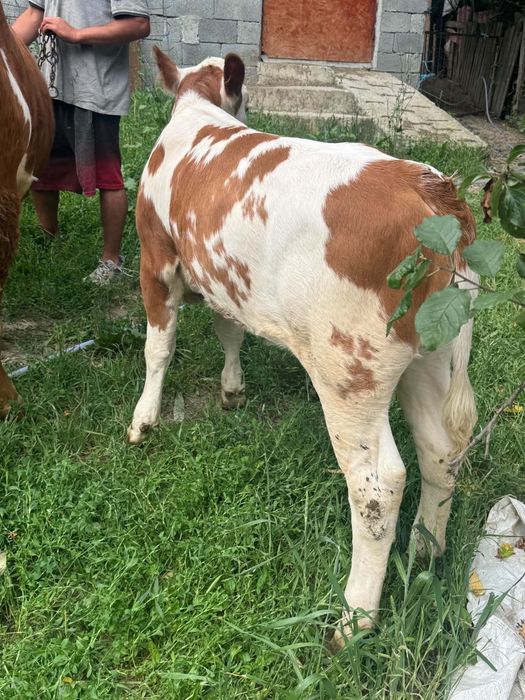 Vând junica la prima fătare cu vitica de 3 luni foarte bună de lapte