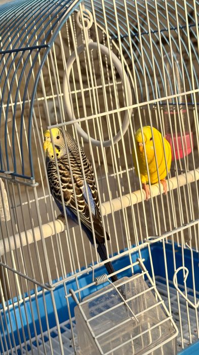 Попугай с клеткой