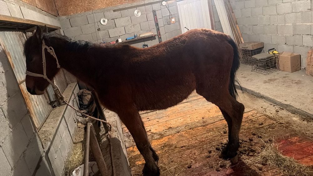 Лошат кабыла 1,3 месяца