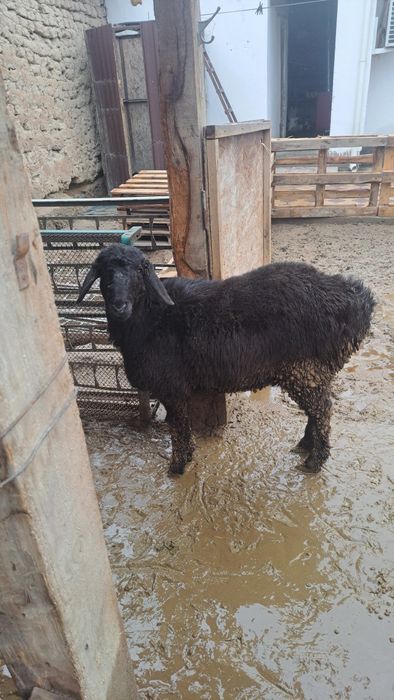 4 бас ұрғашы тоқты сатылады