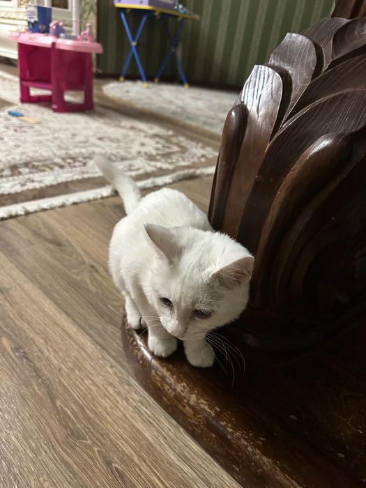 Котик в хорошие руки