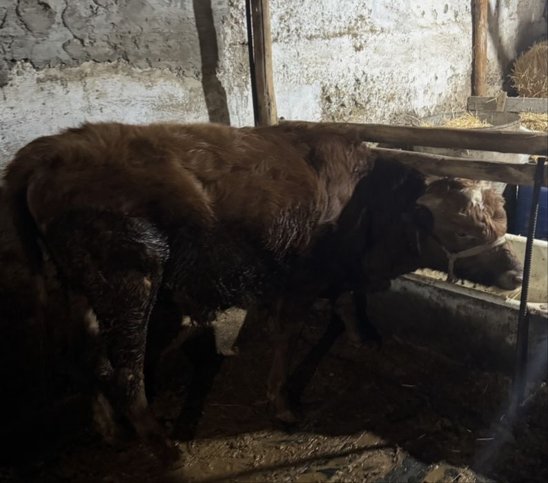 Бука сатылады саудасы бар