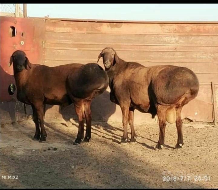 Qochqor qoy Qochqor кочкор кой куй