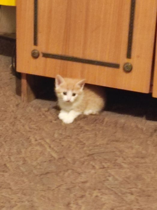 Отдаем бесплатно котят!