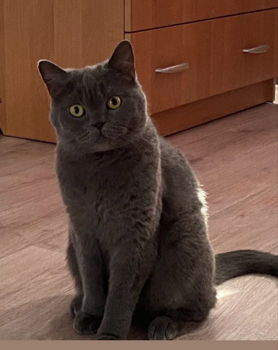 Отдам кота британца  в добрые руки
