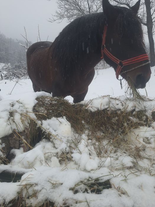 Vând sau schimb armăsar semigreu