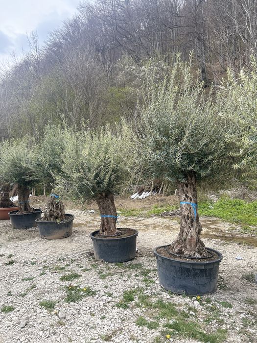 Vand maslini seculati si bonsai