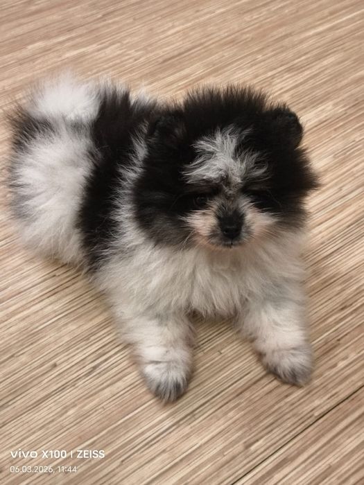 Очаровательный щенок шпица.