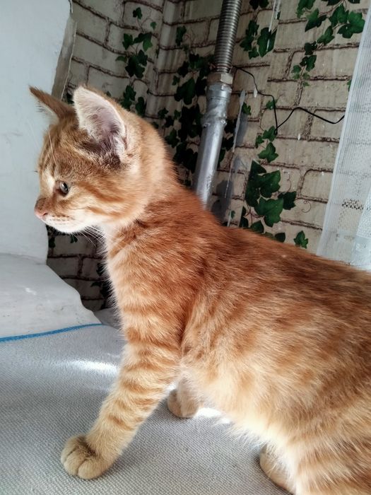 Отдам котенка в добрые руки
