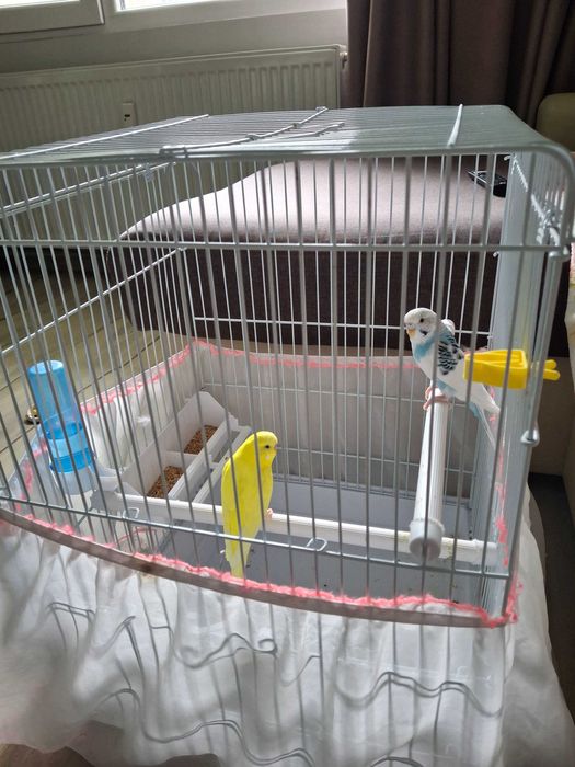 Две вълнисти папагалчета с голяма клетка и пълно оборудване