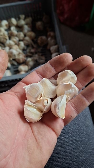 Samanta de usturoi romanesc Catei desfacuti pentru plantare