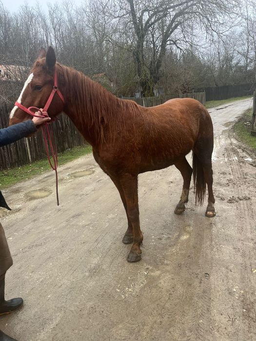 Vînd iapă foarte cuminte de 4 ani pe 5 or ce probă