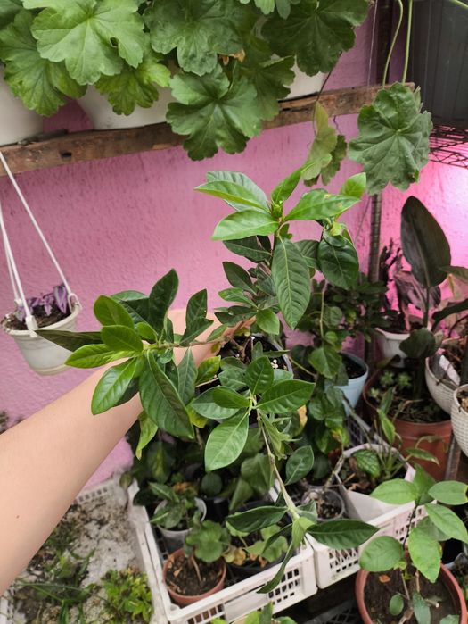 Гардения жасминовидная