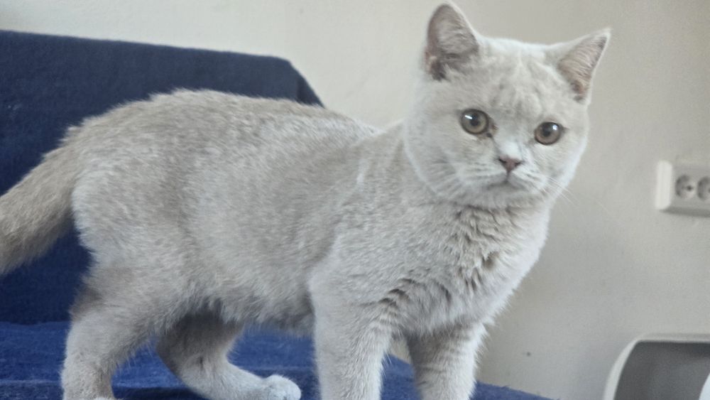 British shorthair lilac