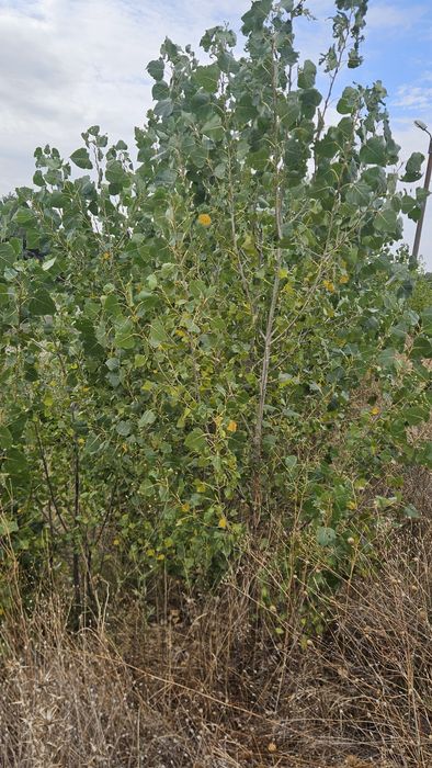 Salcie / Plop cu radacina nuda