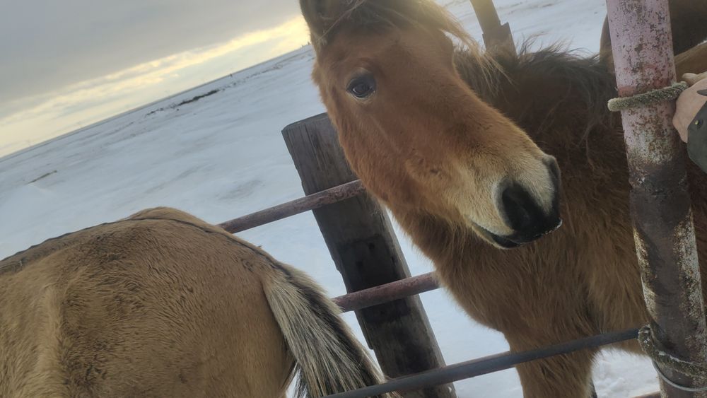 Байтал 3шт. Молодняк