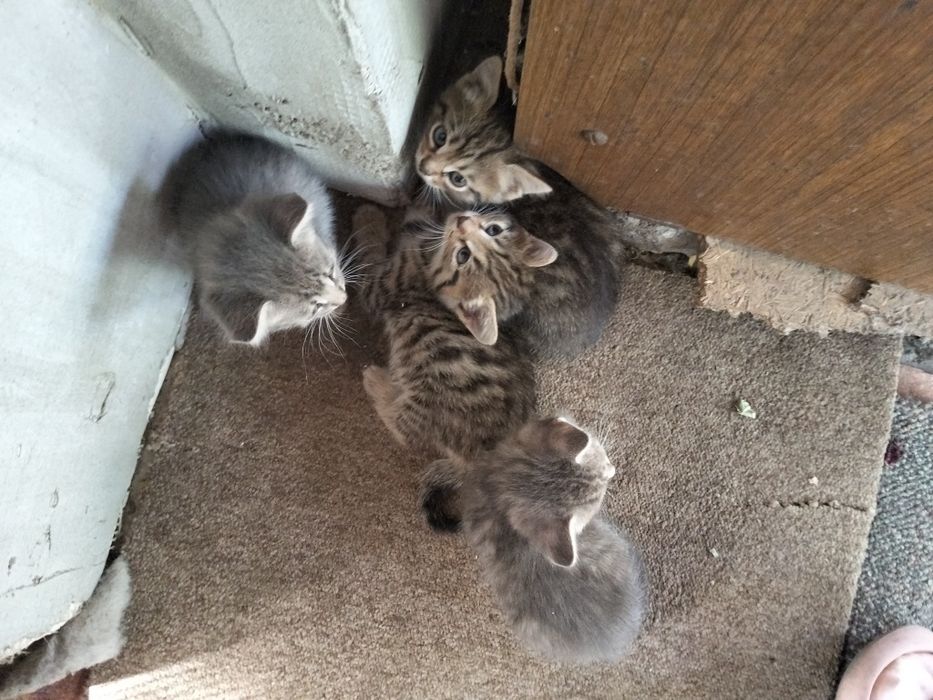 Котята ищут дом хороший