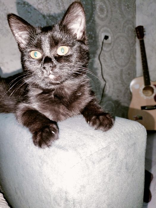 Отдам в добрые руки котёнка-девочку