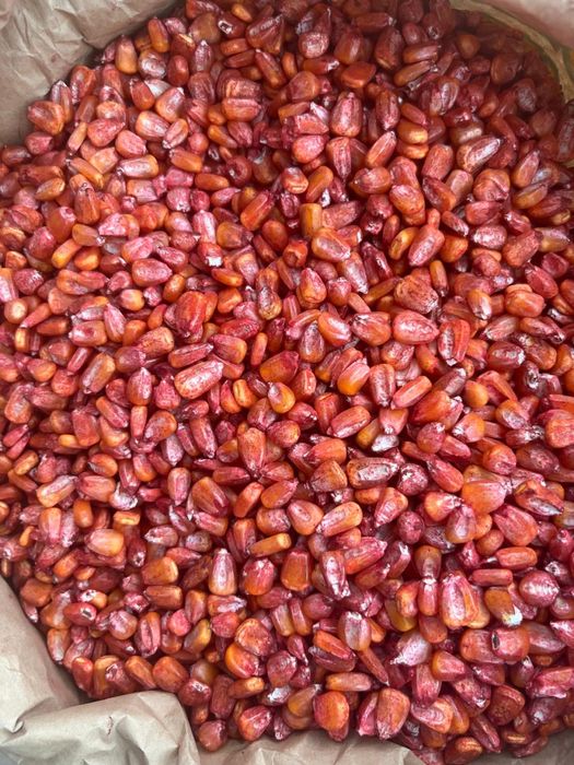 Семена Кукуруза(Конский сорт)