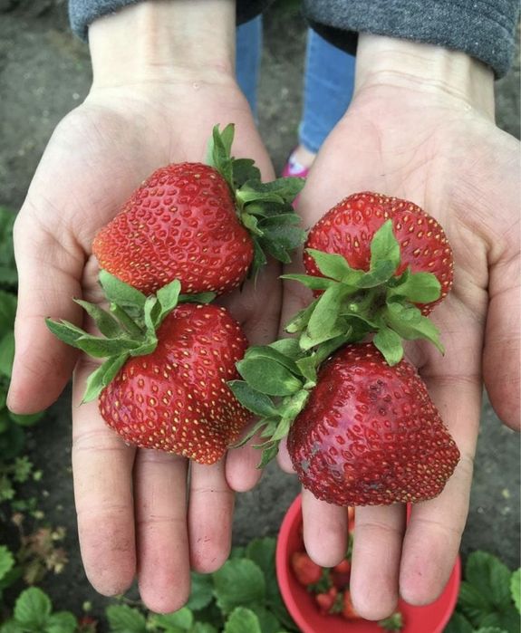 Клубника саженцы