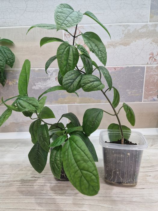 Продам цветы комнатные