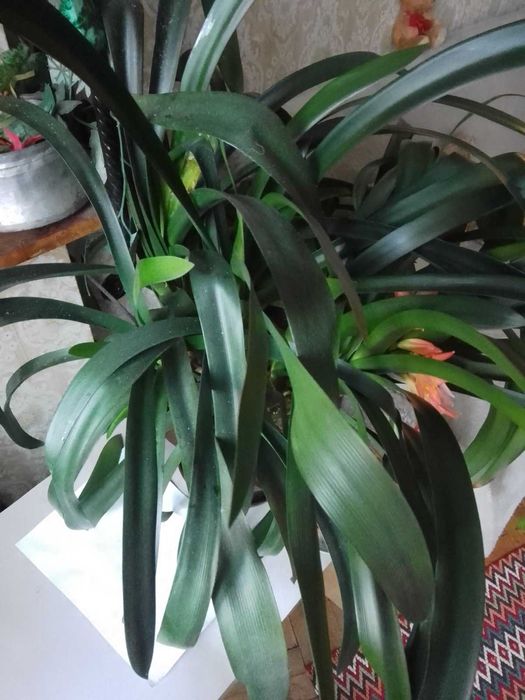 цвете -Кливия -..