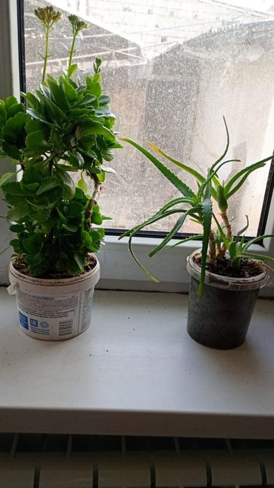 Ростения домашние