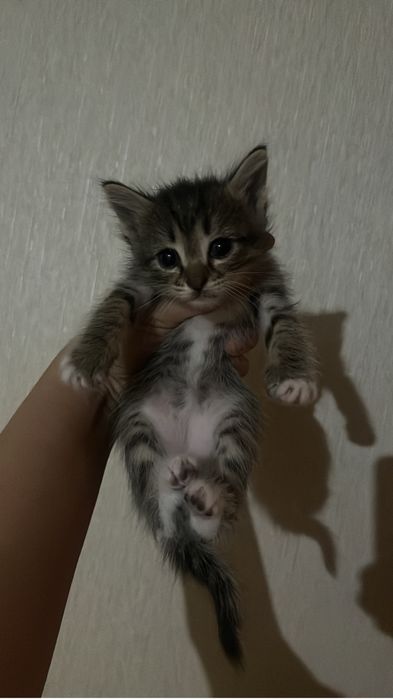 Мысык котята шымкент