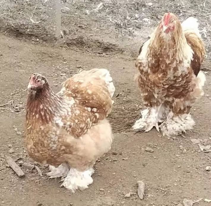 Продавам яйца и птиците Кохинг стандарт. Жълт Орпигтон. Брама