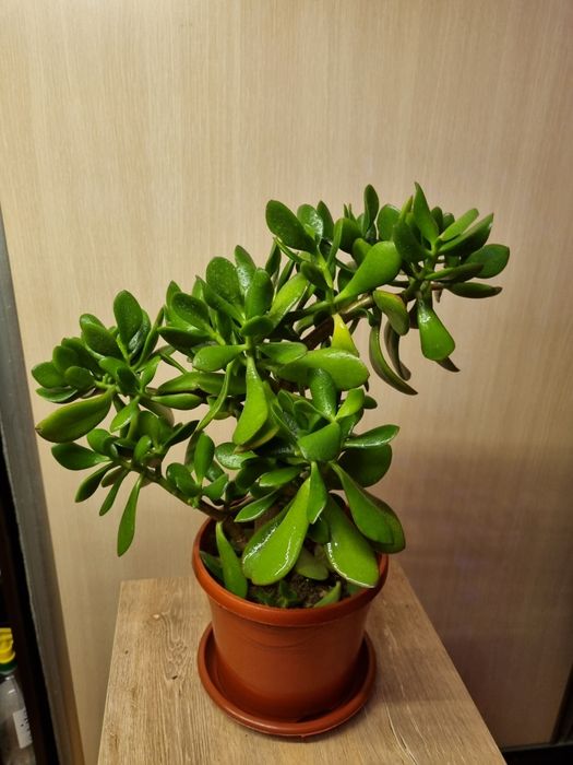 Денежное дерево(толстянка)