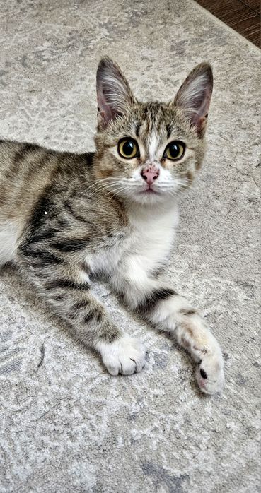 Ласковый котопесик ищет хозяина!