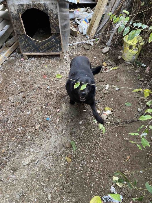 Подарява се куче пазач непородисто женско на 8 Г.