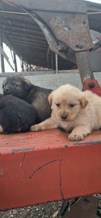 Done pui de caine, catei