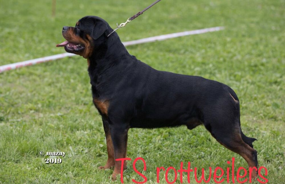 Щенки ротвейлера ADRK линия