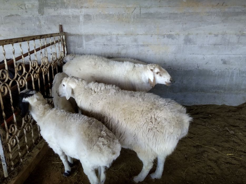 Турли базм ва маросимлар учун кучкорлар