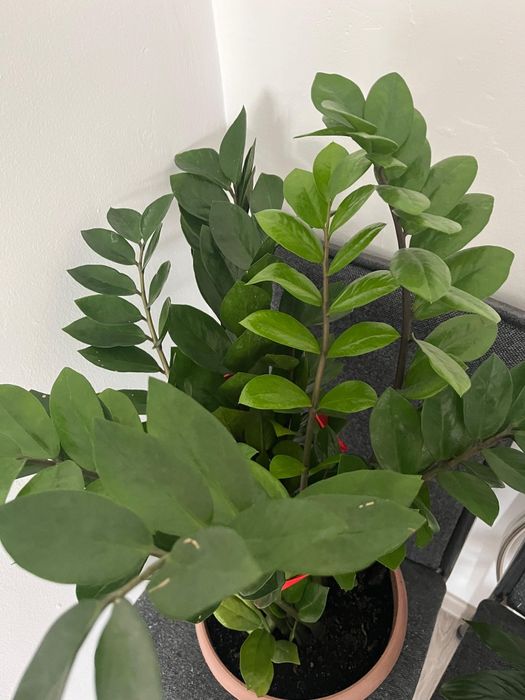 Комнатные домашние цветы